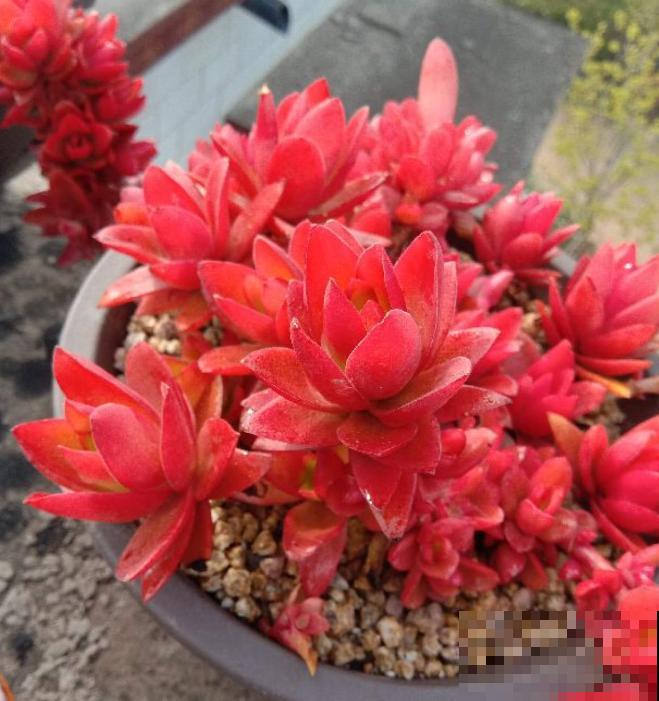 养了5年多肉,从小白变成大神,这些经验送你了! 养了5年多肉,从小白变成大神,这些经验送你了!