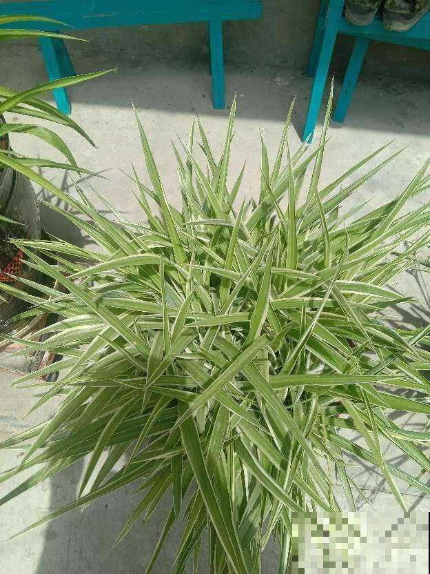 适合上班族养的花，放在电脑旁，放松压力还能明目