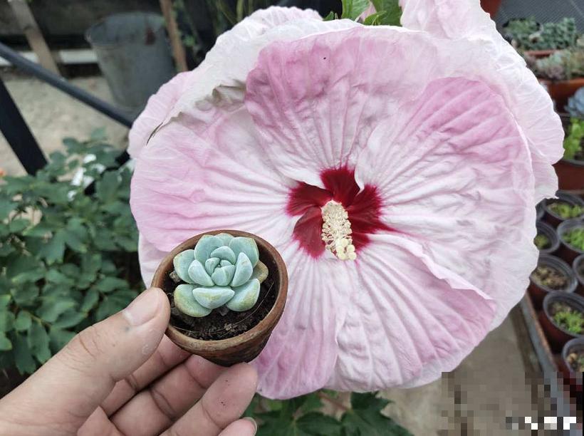 路边的芙蓉葵，一朵花比脸还大，耐旱又好养！