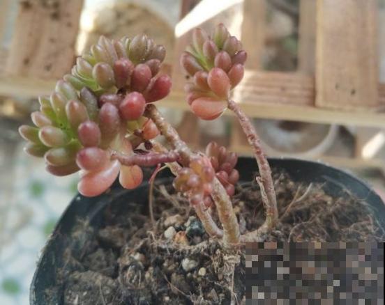 这个时节多肉长气根了,一定要注意了,不然等着收空盆吧! 这个时节多肉长气根了,一定要注意了,不然等着收空盆吧!