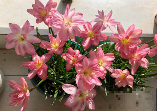 奇葩的催花方式:淋雨,越淋雨越开花! 奇葩的催花方式:淋雨,越淋雨越开花!