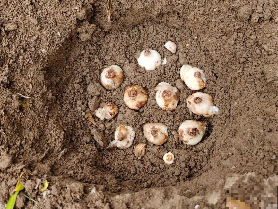 极品小铃铛,养一盆生一窝,冬天也能开花! 极品小铃铛,养一盆生一窝,冬天也能开花!