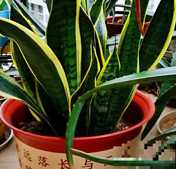 新买的花,套个花盆,成活率100%! 新买的花,套个花盆,成活率100%!