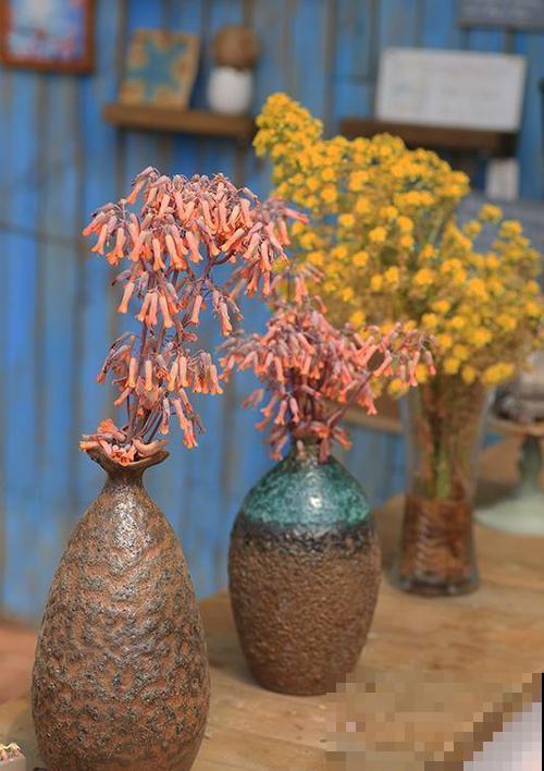 这花太能生崽,恨得用脚踩,结果越踩长得越多! 这花太能生崽,恨得用脚踩,结果越踩长得越多!