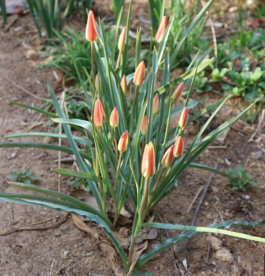 郁金香的“原始”祖先，大雪地里开花，颜值100分！