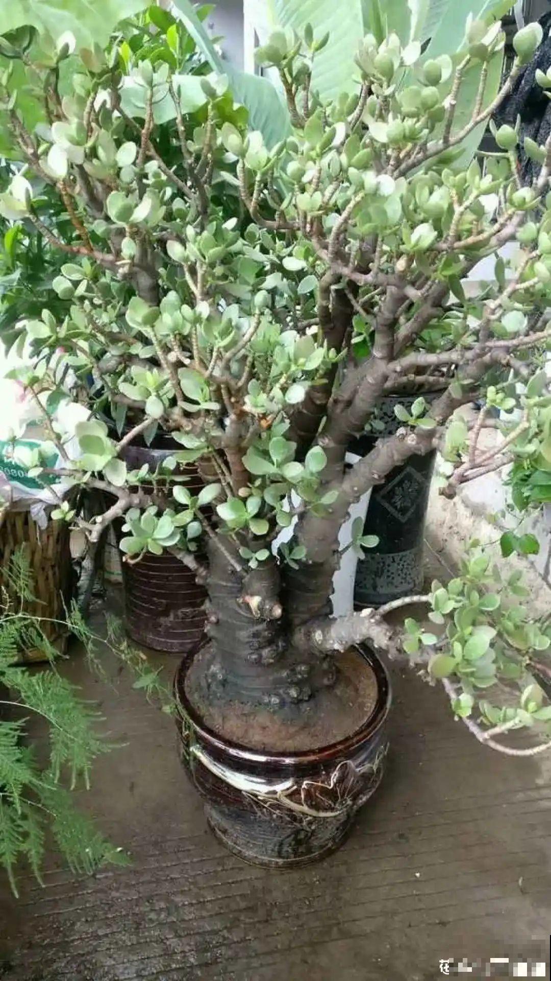 9种花，夏天剃个小平头，平平稳稳度夏天