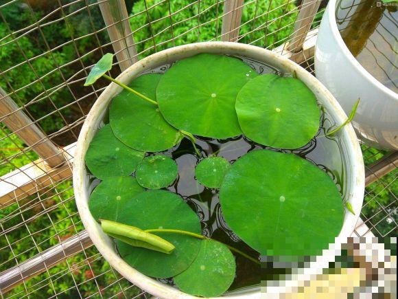 夏天最美的水生花,一个小盆就能养,越晒越好看! 夏天最美的水生花,一个小盆就能养,越晒越好看!