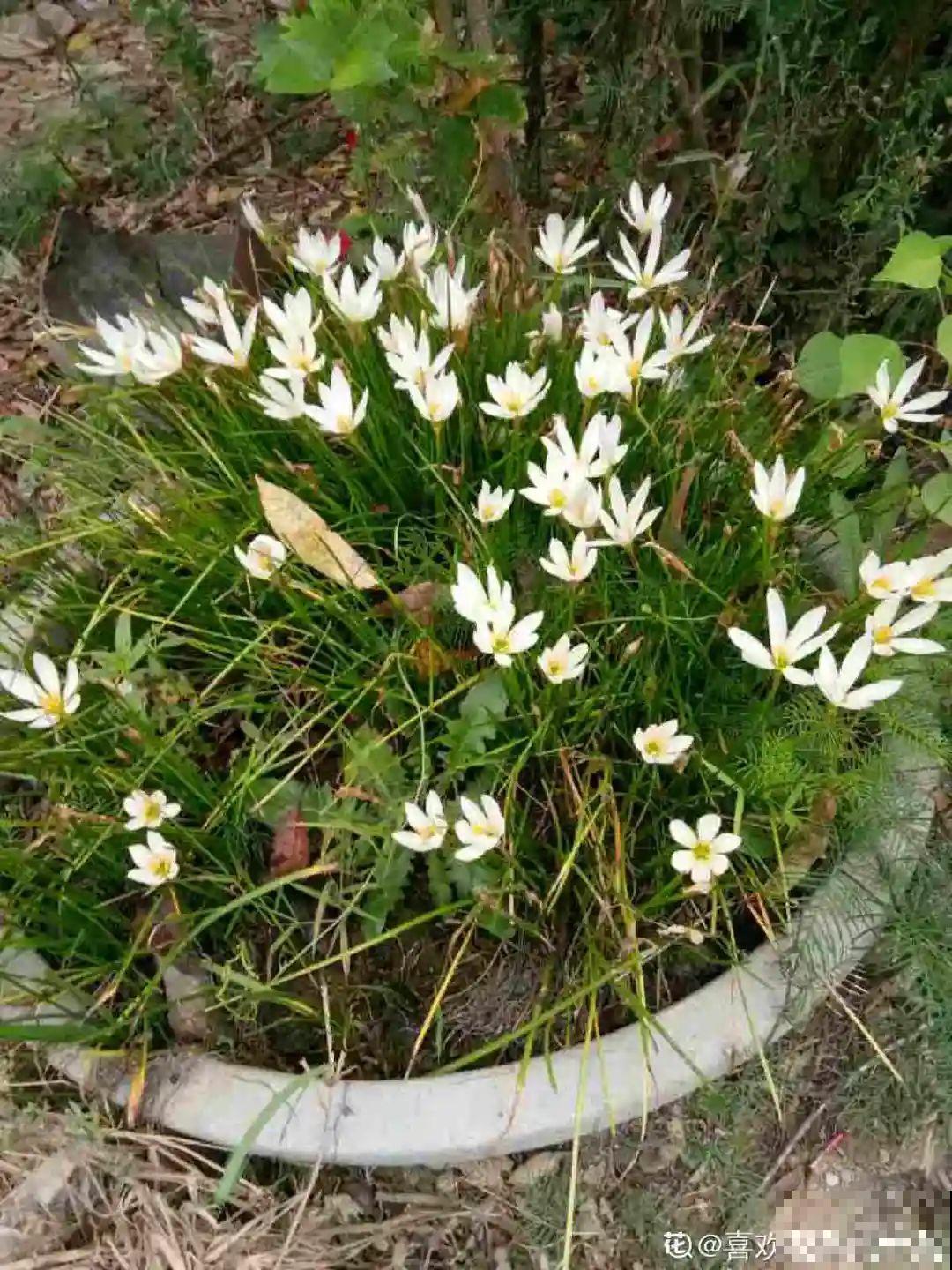 不用施肥打药,这花旱它几个月,疯狂爆花! 不用施肥打药,这花旱它几个月,疯狂爆花!