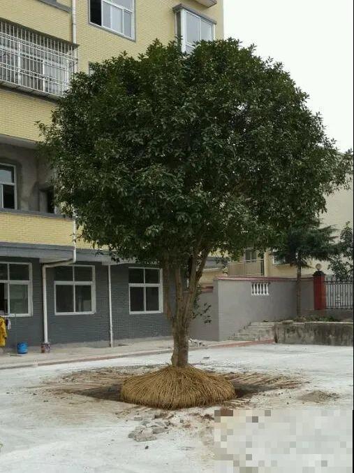 桂花一挪就死,养在大门口,10年就是传家宝! 桂花一挪就死,养在大门口,10年就是传家宝!