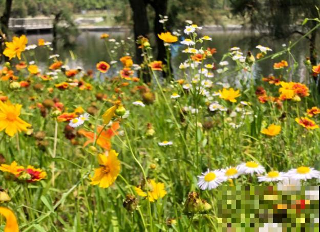 路边一种野花，能开2~3年不落，花瓣永不褪色！