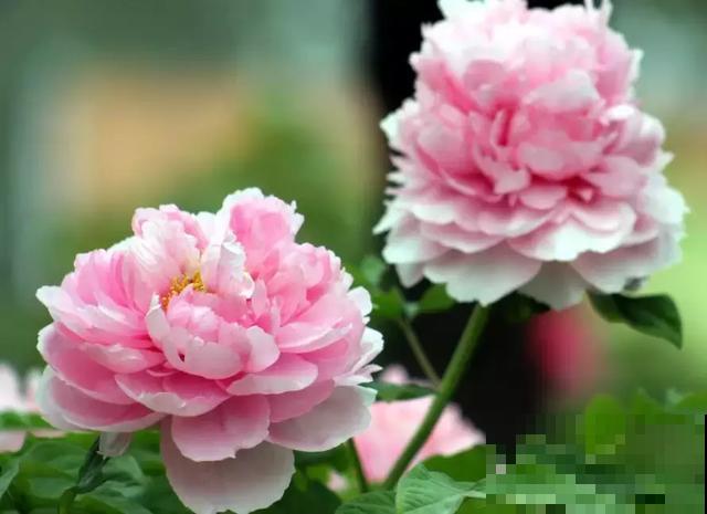 中国各城市市花，都在这里了，看看你所在的城市是什么花吧！