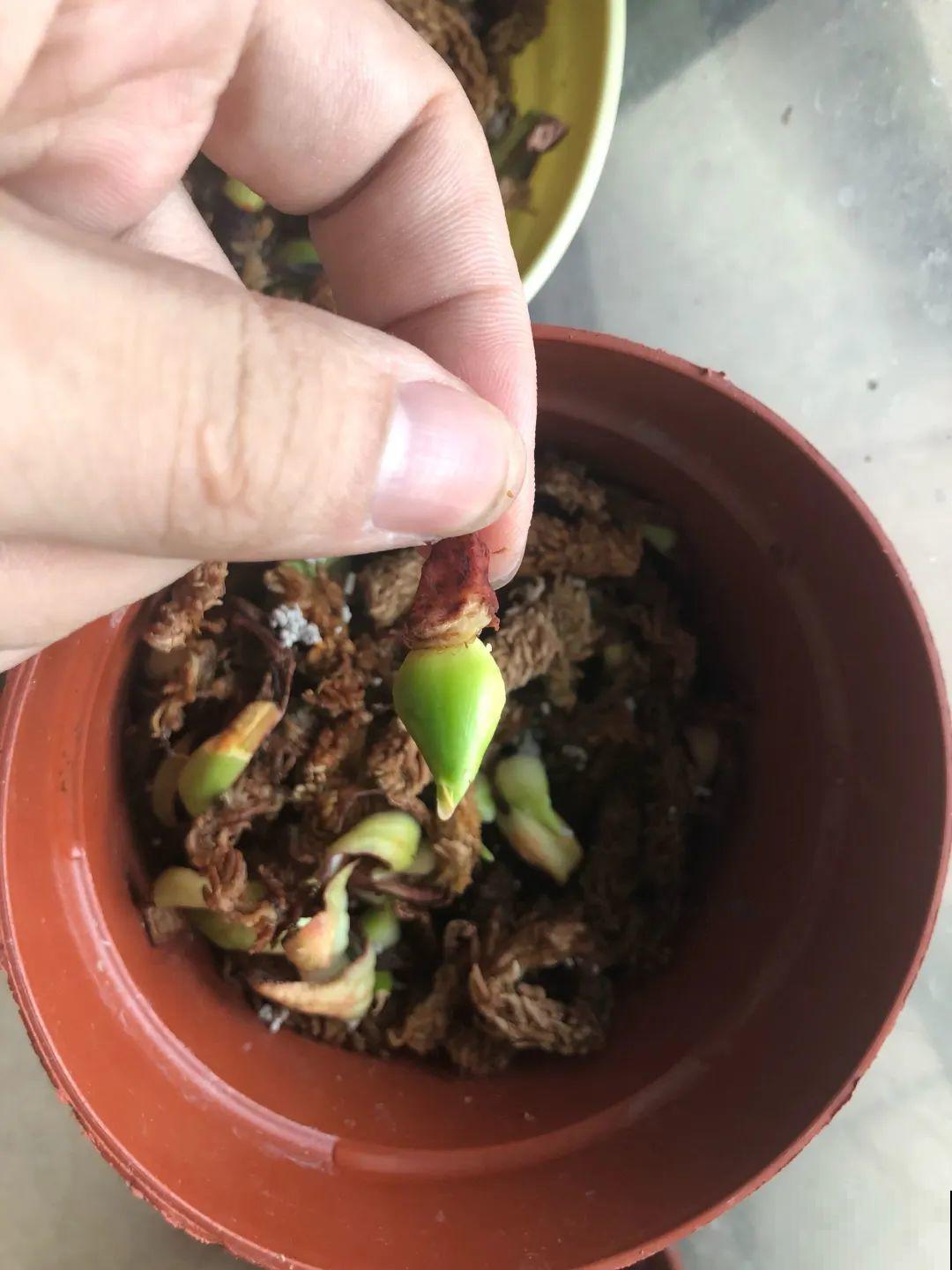 养花要狠得下心,枝条剁八段,呼呼长成新盆栽 养花要狠得下心,枝条剁八段,呼呼长成新盆栽