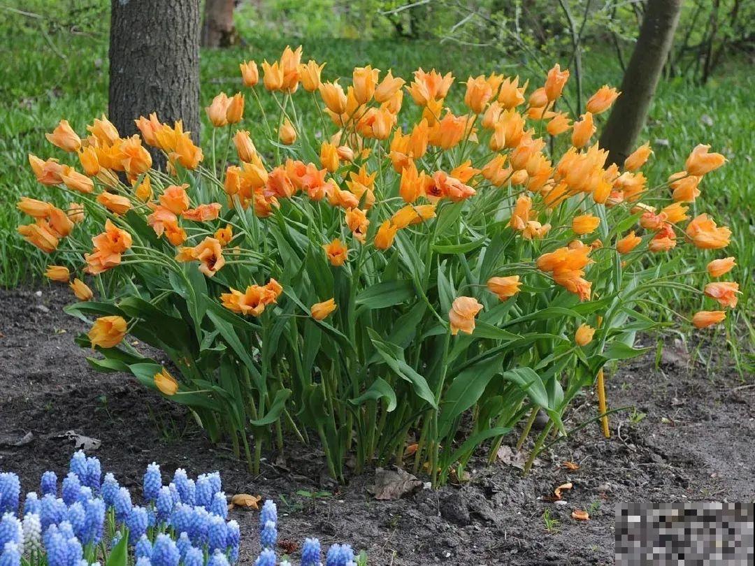 郁金香的“原始”祖先，大雪地里开花，颜值100分！