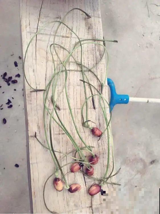 看到这些花,扭头就走,别买,谁买谁吃亏! 看到这些花,扭头就走,别买,谁买谁吃亏!