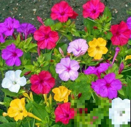 8种花是一次性的，开完就扔，别浪费时间！