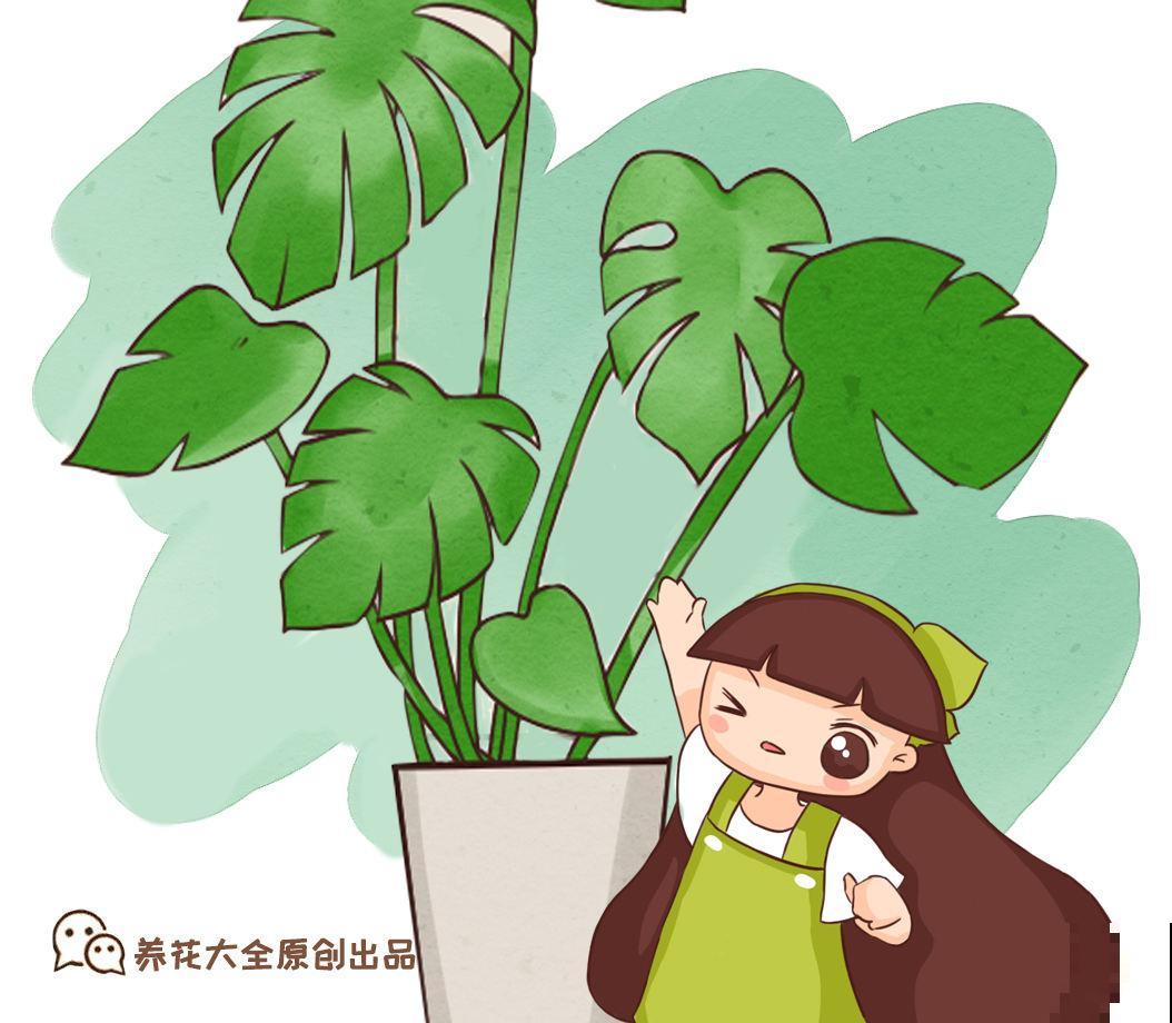 夏天屋里养盆花，好看好养，温度降低