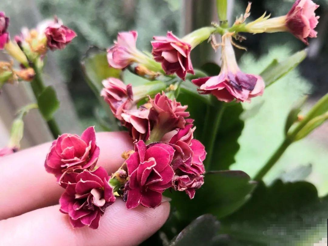 现在开花不一定是好事,赶紧剪掉,才能正常活 现在开花不一定是好事,赶紧剪掉,才能正常活