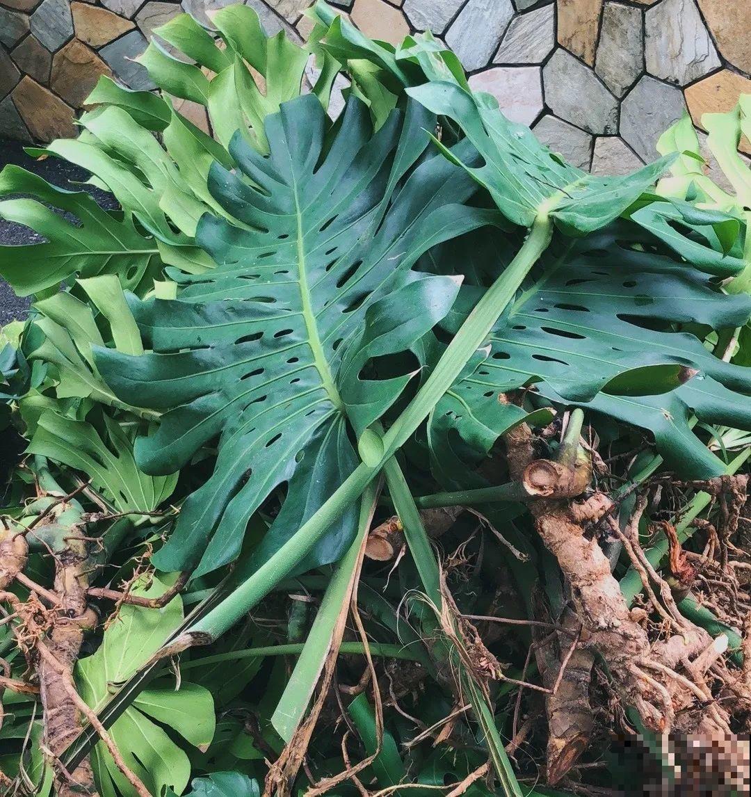 有些花有毒,家里有孩子要注意,不能乱碰 有些花有毒,家里有孩子要注意,不能乱碰