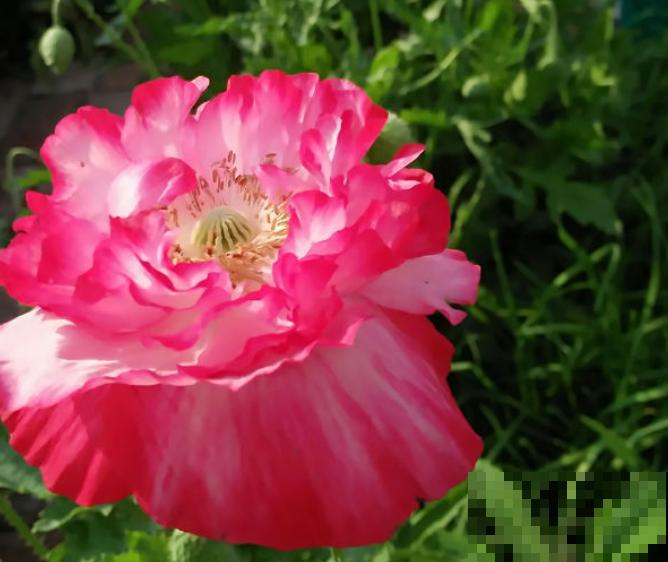 农村看到这种花,赶紧拔掉,养一棵也违法! 农村看到这种花,赶紧拔掉,养一棵也违法!