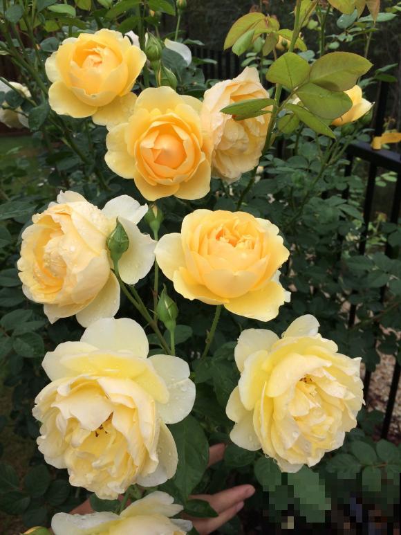 这些花，名字真让人尴尬，一读出来都没法听！