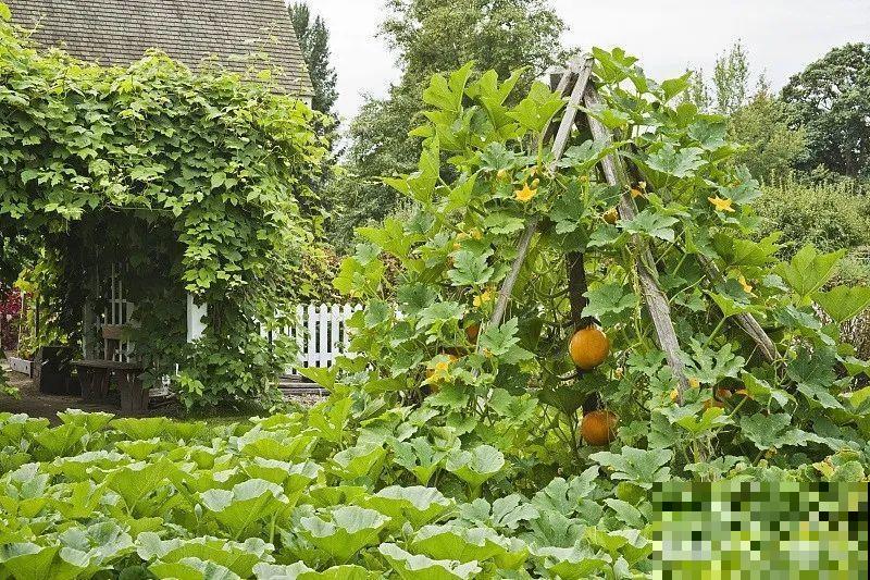 菜园就是花园，这才是养花、种菜的最高境界！