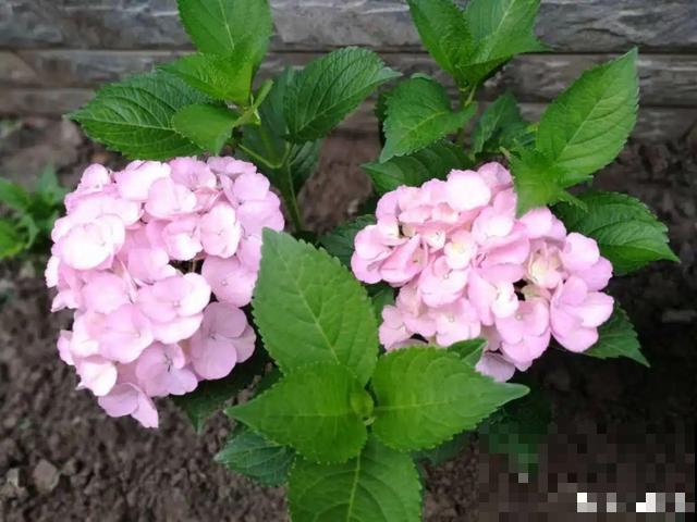 绣球老了不开花,这么养,老桩爆开上千朵花! 绣球老了不开花,这么养,老桩爆开上千朵花!