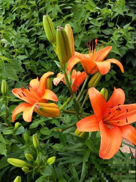 卧室禁养的4种花，养一盆就头晕，赶紧搬走