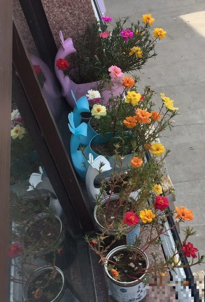 10种花，现在搬出去养，死不了还能长花苞！