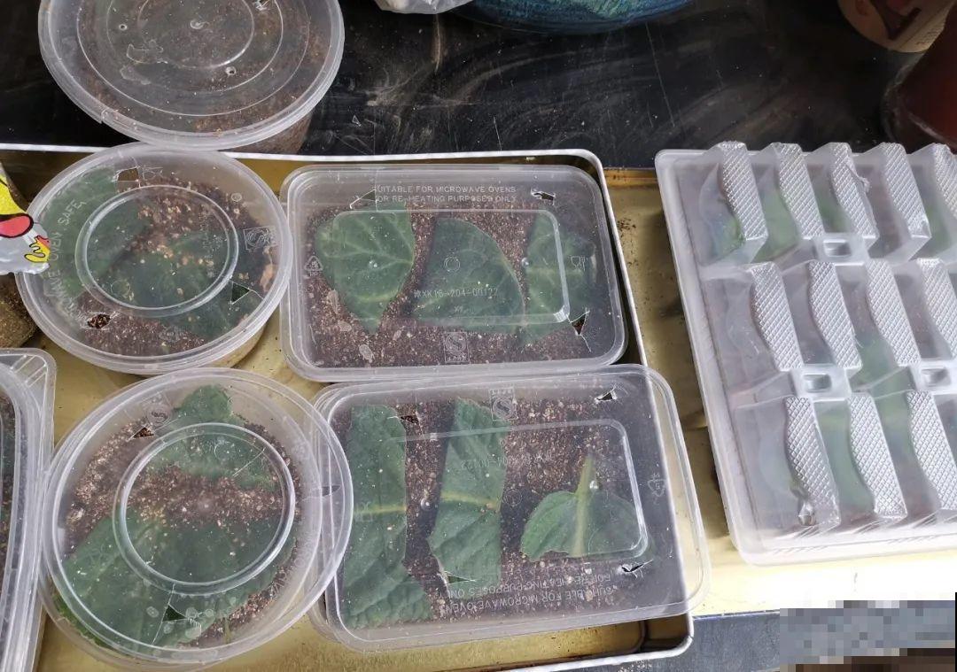 养花要狠得下心,枝条剁八段,呼呼长成新盆栽 养花要狠得下心,枝条剁八段,呼呼长成新盆栽