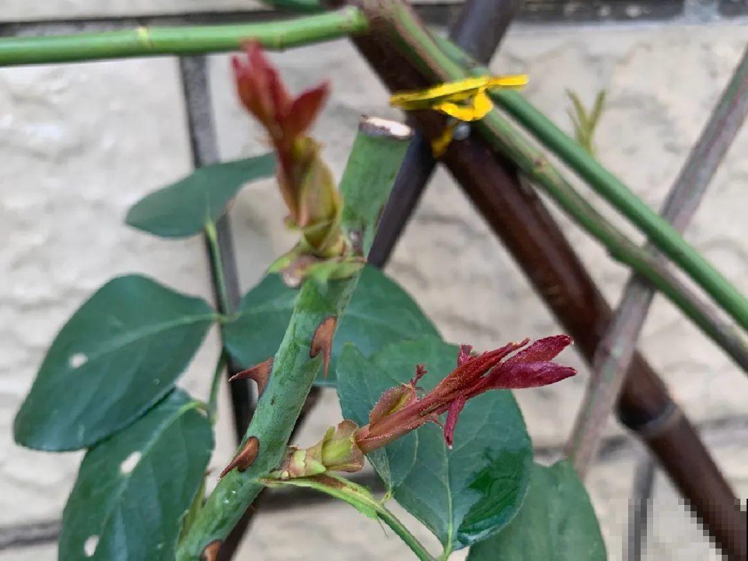 月季,绣球正是扦插好时机,学会方法,繁育一阳台! 月季,绣球正是扦插好时机,学会方法,繁育一阳台!