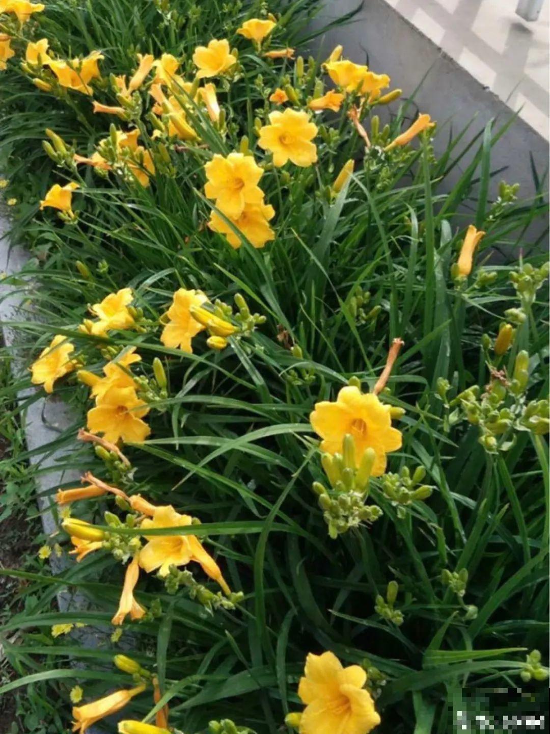 有些花有毒,家里有孩子要注意,不能乱碰 有些花有毒,家里有孩子要注意,不能乱碰