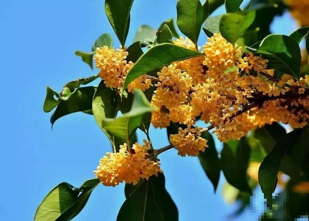 中国各城市市花，都在这里了，看看你所在的城市是什么花吧！