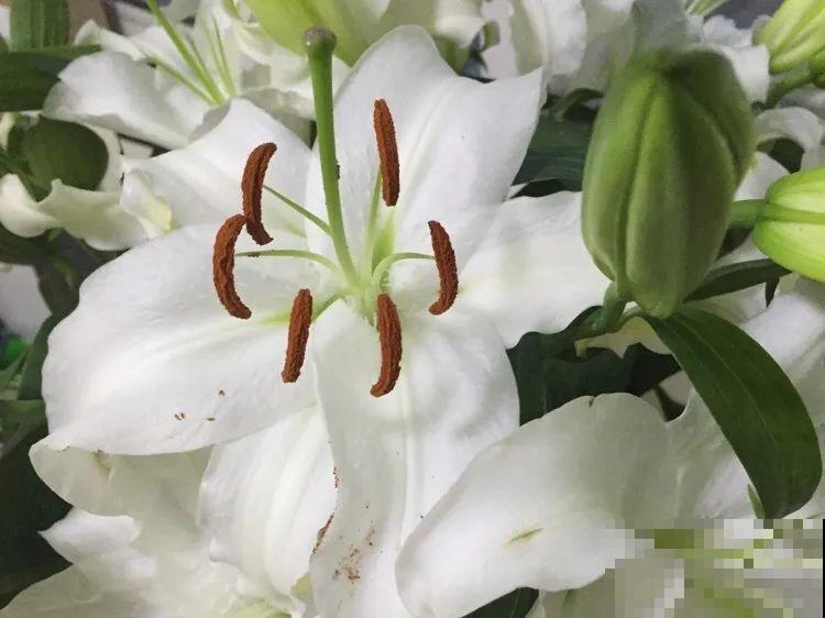 有些花有毒,家里有孩子要注意,不能乱碰 有些花有毒,家里有孩子要注意,不能乱碰