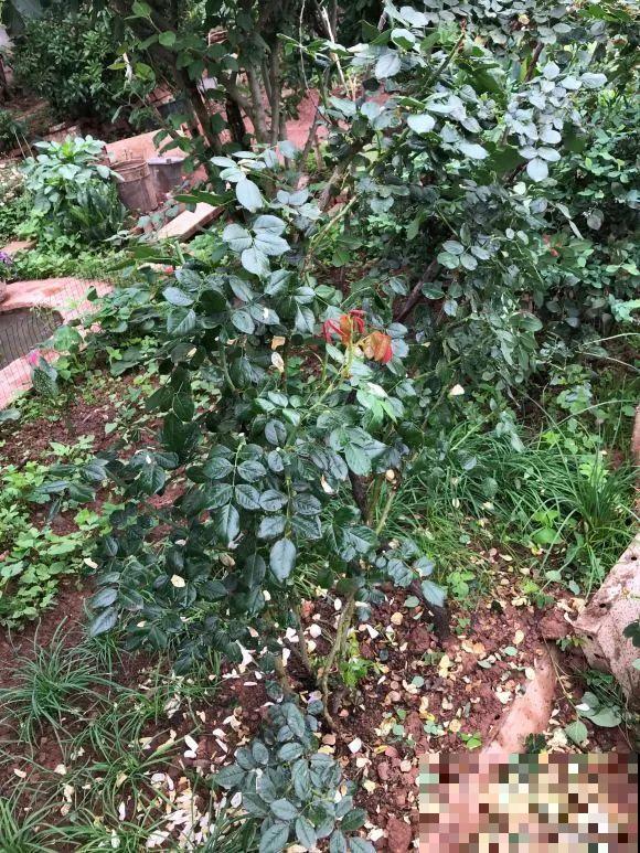 女儿辞职，回家养花，老爸说：15亩地，你负责养花，我负责蔬果！