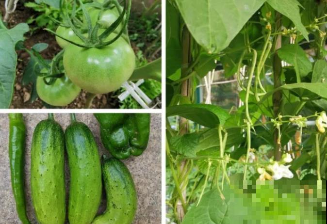 阳台种菜,这些菜不能挨着种,不然肯定长不好! 阳台种菜,这些菜不能挨着种,不然肯定长不好!