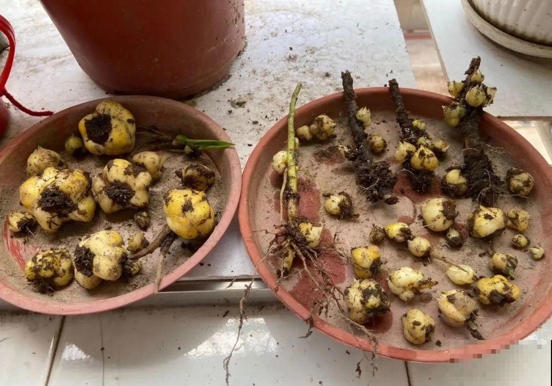 3种花,不要随便剪叶子,否则剪完不开花,亏了! 3种花,不要随便剪叶子,否则剪完不开花,亏了!