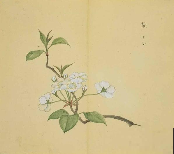 诗经里的植物,美了3000多年,有图有真相! 诗经里的植物,美了3000多年,有图有真相!