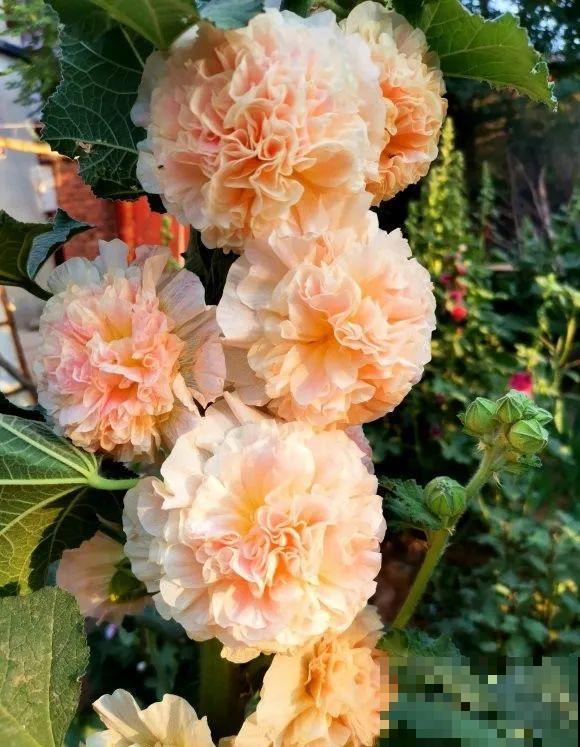 家里养这4种花，呼呼窜2米，开花成一串