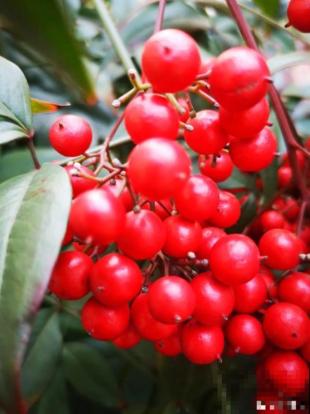 10种花有剧毒,遇到千万别乱碰,小心中毒! 10种花有剧毒,遇到千万别乱碰,小心中毒!