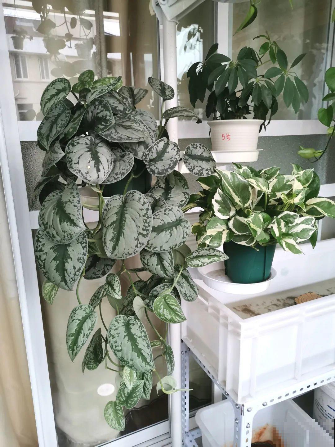 栀子、茉莉原来有5个品种,一个比一个香,叶子带花纹的更值钱! 栀子、茉莉原来有5个品种,一个比一个香,叶子带花纹的更值钱!