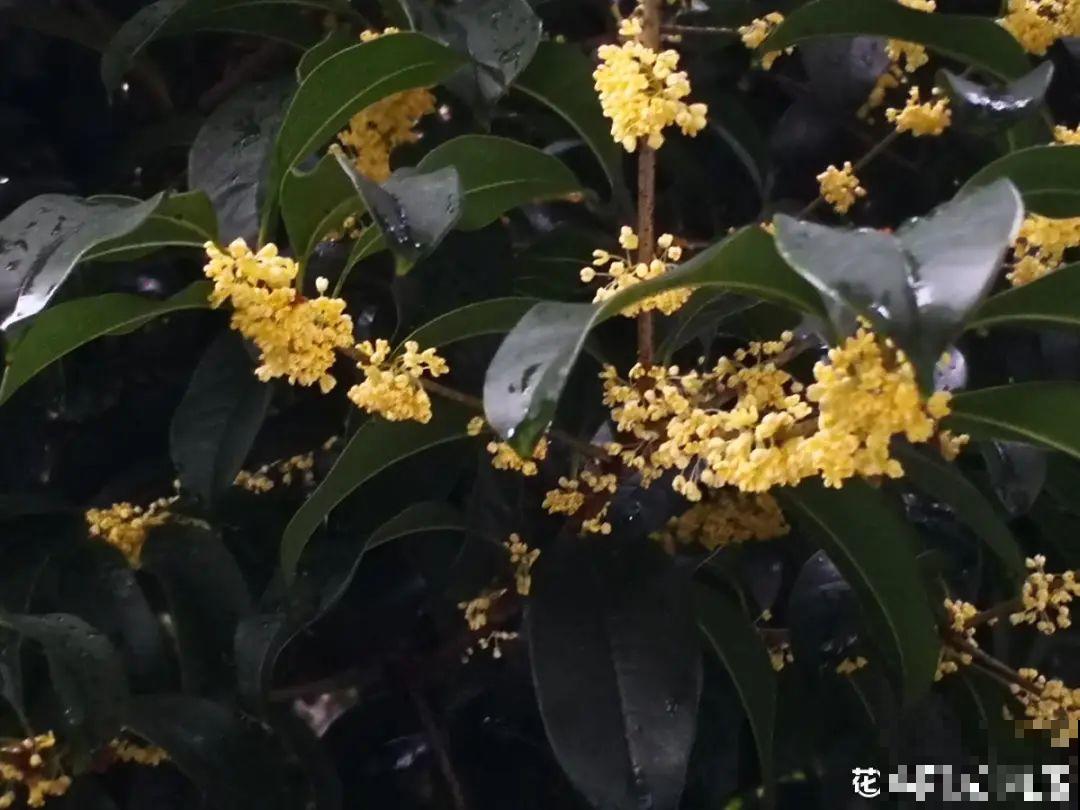 桂花一挪就死,养在大门口,10年就是传家宝! 桂花一挪就死,养在大门口,10年就是传家宝!