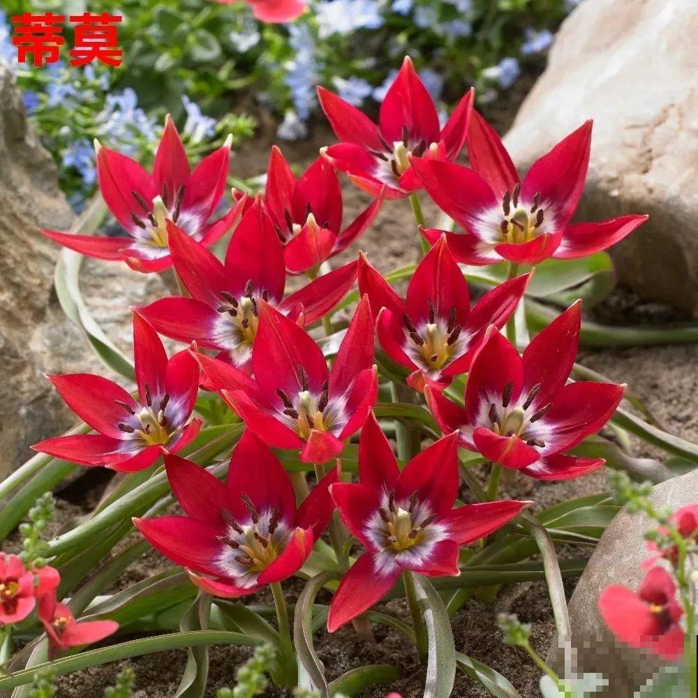 郁金香的“原始”祖先，大雪地里开花，颜值100分！