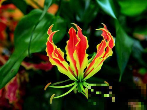 各国的国花,居然被他编成一首诗,太有才了! 各国的国花,居然被他编成一首诗,太有才了!