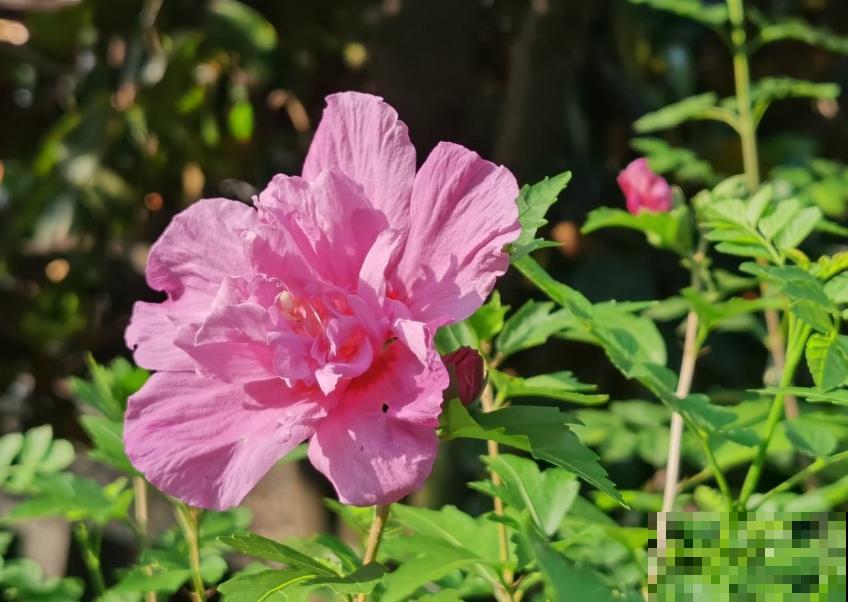 各国的国花,居然被他编成一首诗,太有才了! 各国的国花,居然被他编成一首诗,太有才了!