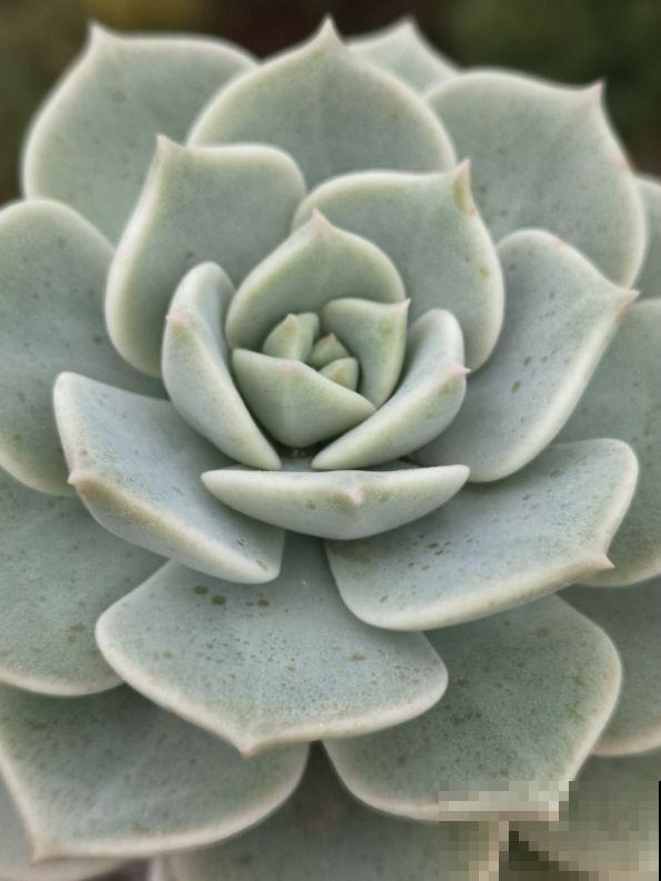 3种多肉黑腐王，夏天养最头疼，一不小心就死光