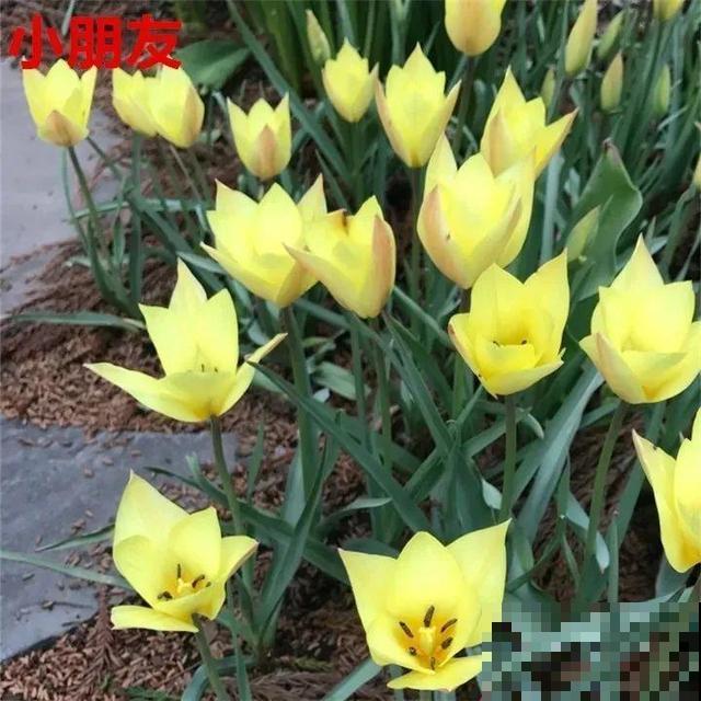 郁金香的“原始”祖先，大雪地里开花，颜值100分！