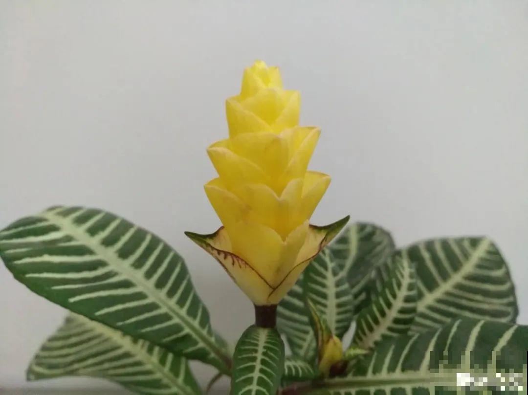 12种花，堪称“耐阴王”，比绿萝好看一万倍！