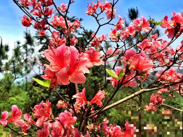 中国各城市市花，都在这里了，看看你所在的城市是什么花吧！
