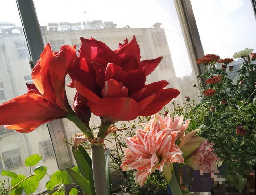 修剪最佳时机到了，有这花赶紧剪，晚了再也不开花！