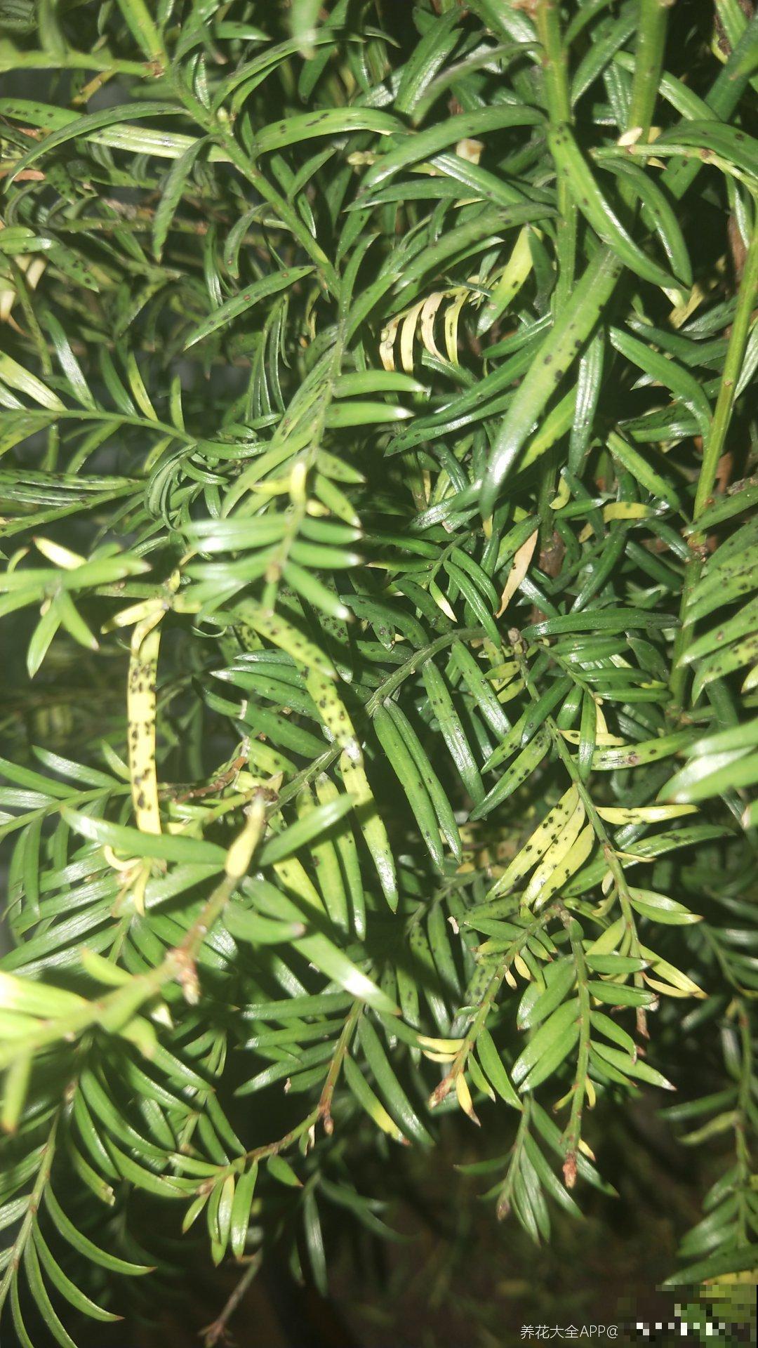 野外的植物不能乱挖,挖到这4种,很有可能会坐牢 野外的植物不能乱挖,挖到这4种,很有可能会坐牢